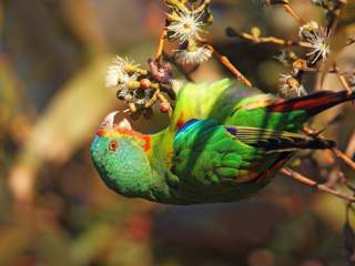 Nectar sources for the Swift Parrot will be increased. Photo: Chris Tzaros